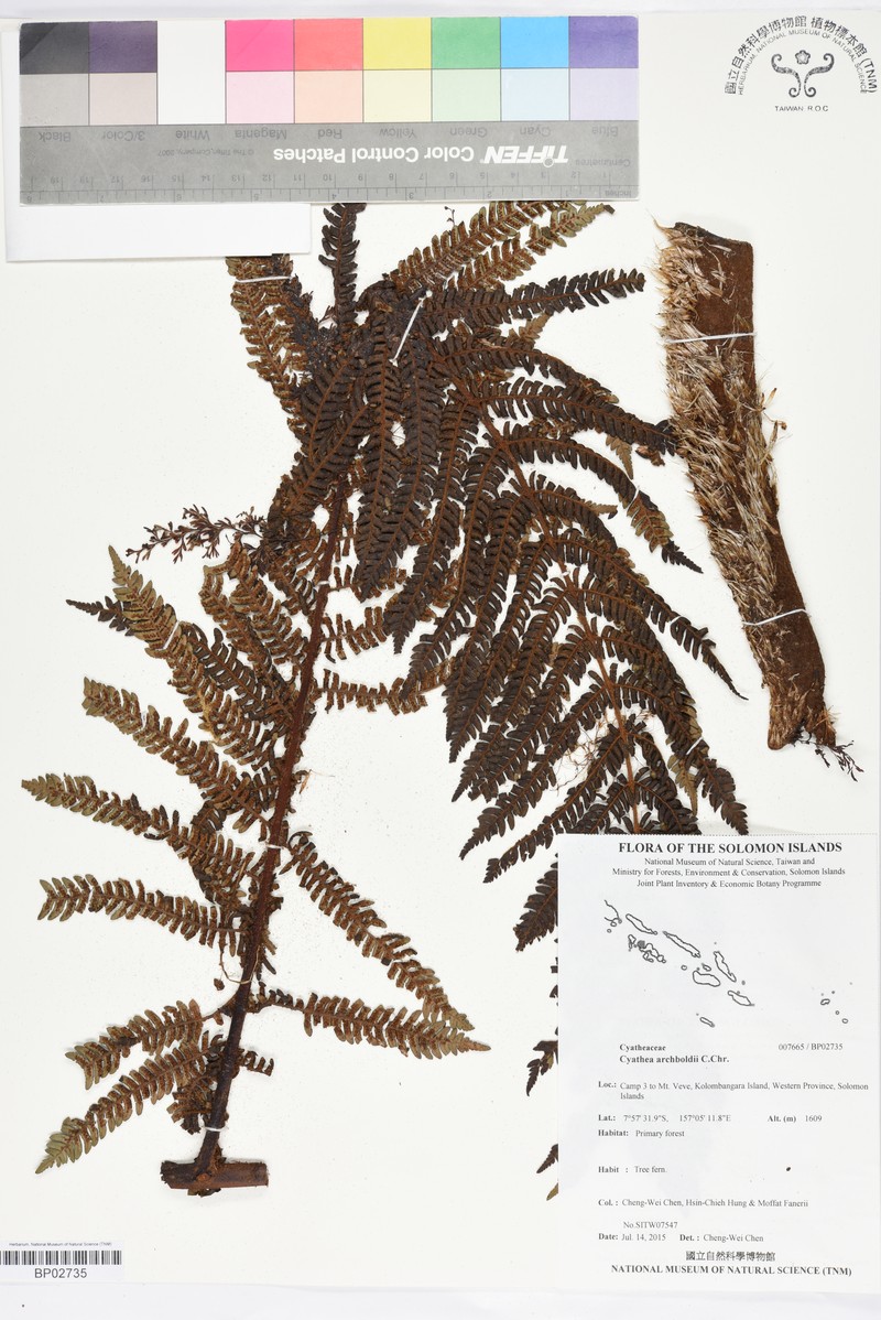 Alsophila archboldii photo 8