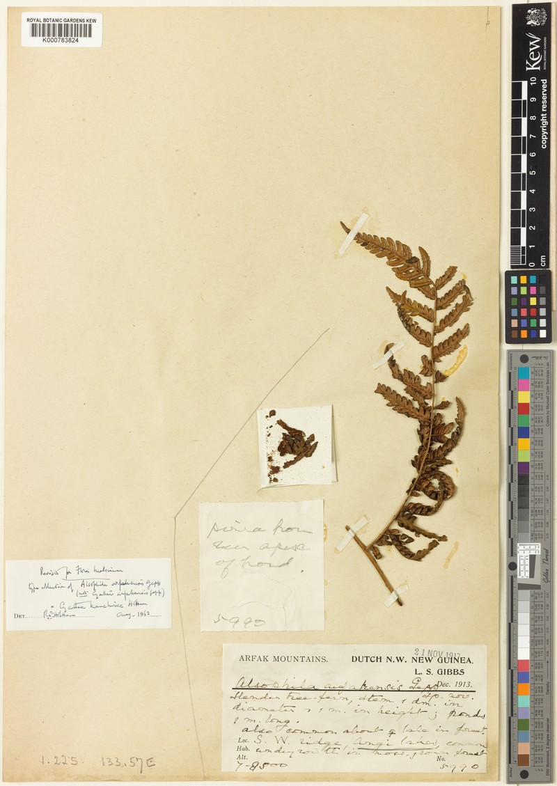 Alsophila arfakensis