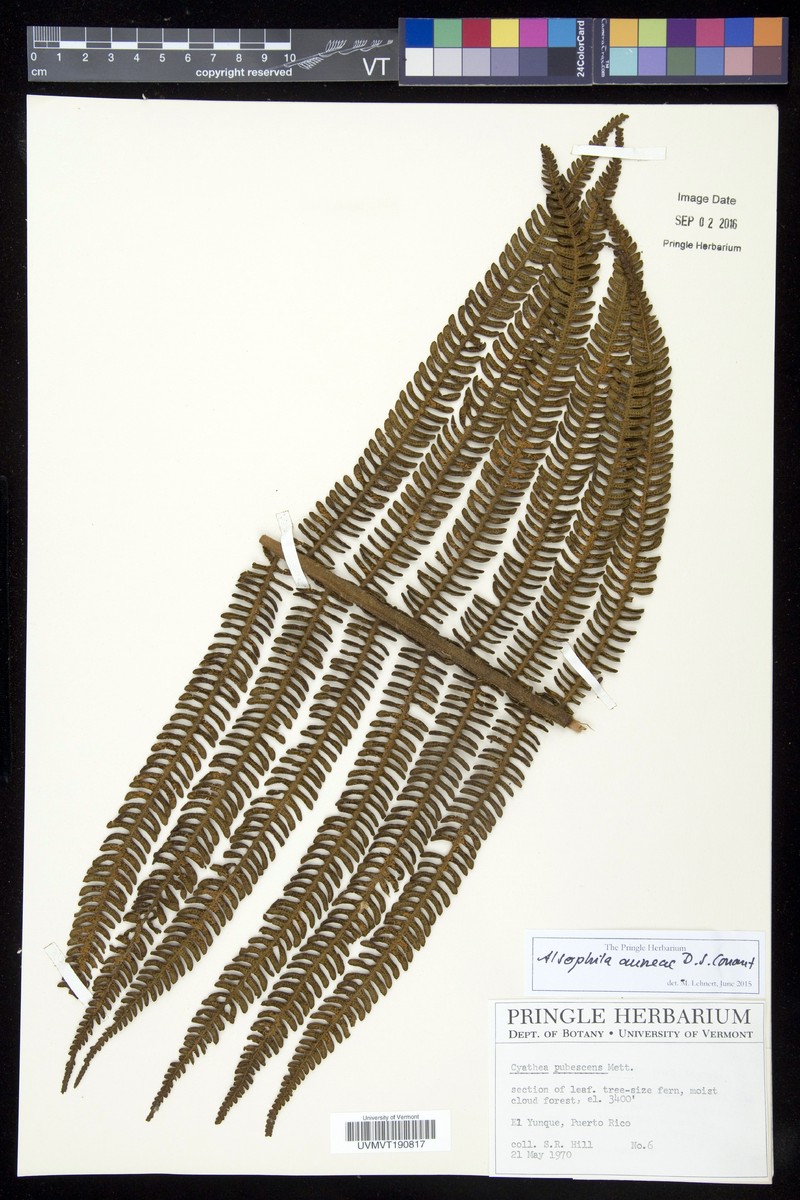 Nephelea pubescens
