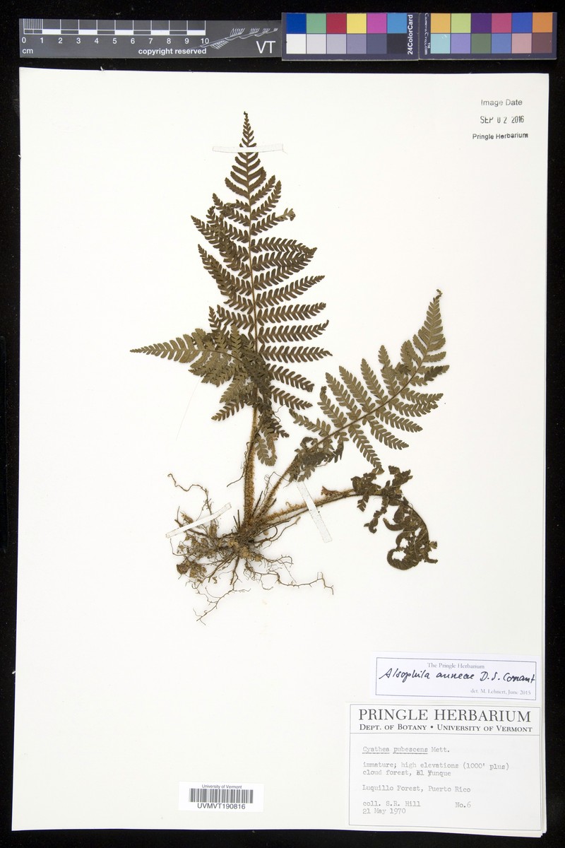 Nephelea pubescens photo 2