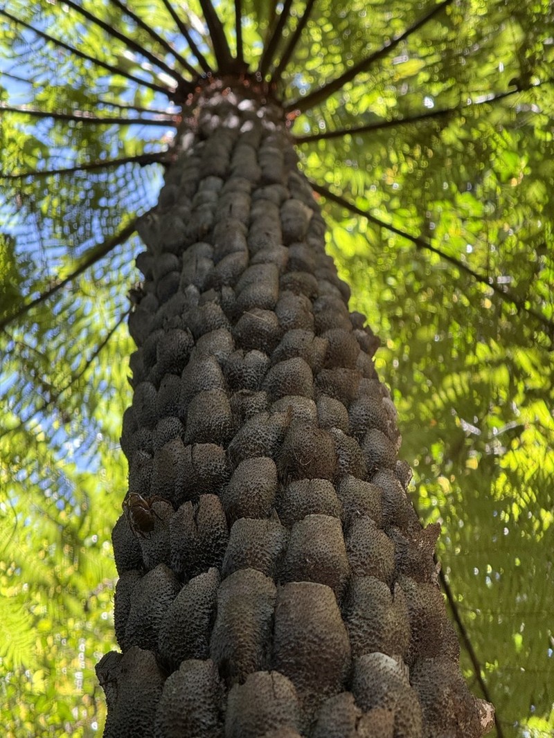 Rough Tree Fern