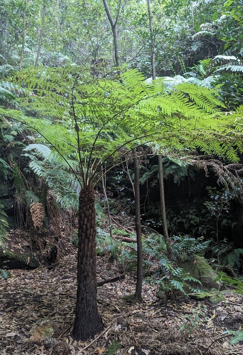Rough Tree Fern photo 2