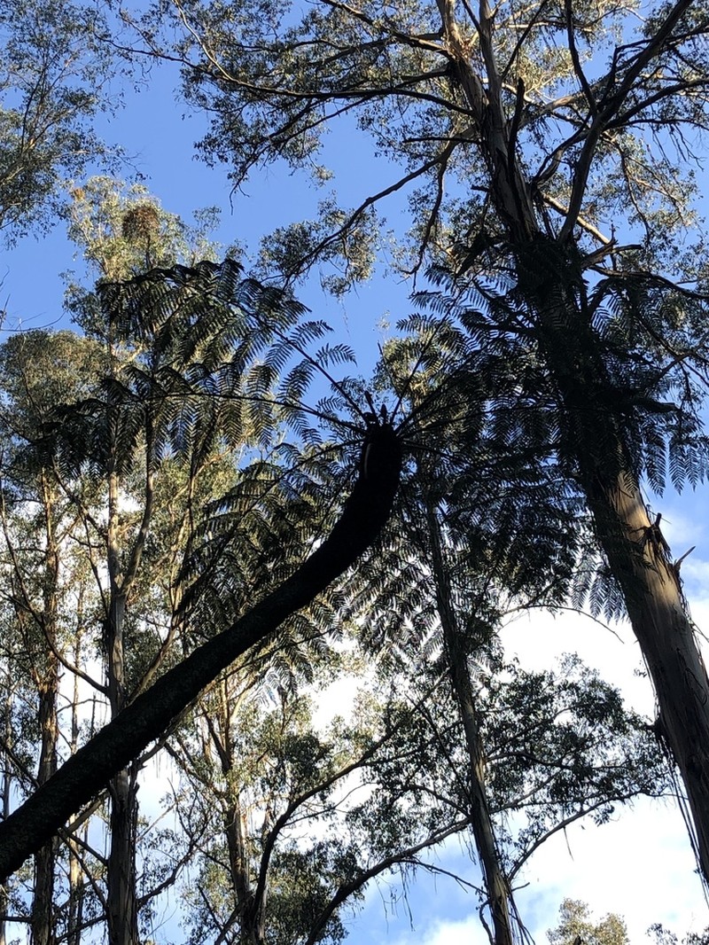 Rough Tree Fern photo 3