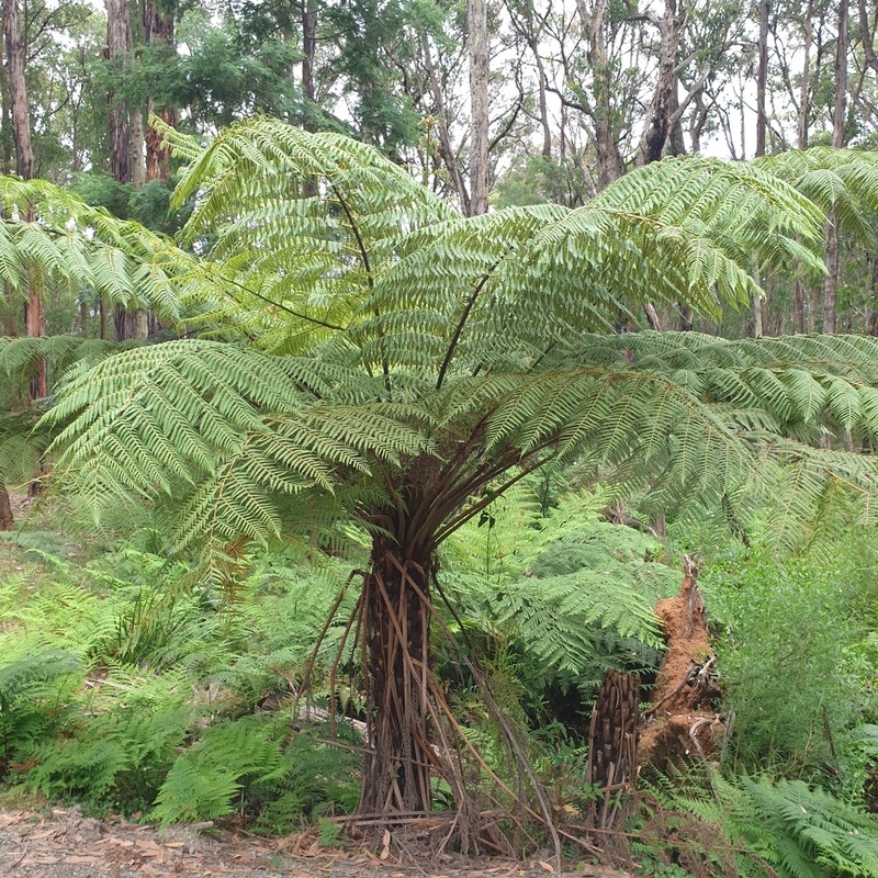 Rough Tree Fern photo 4