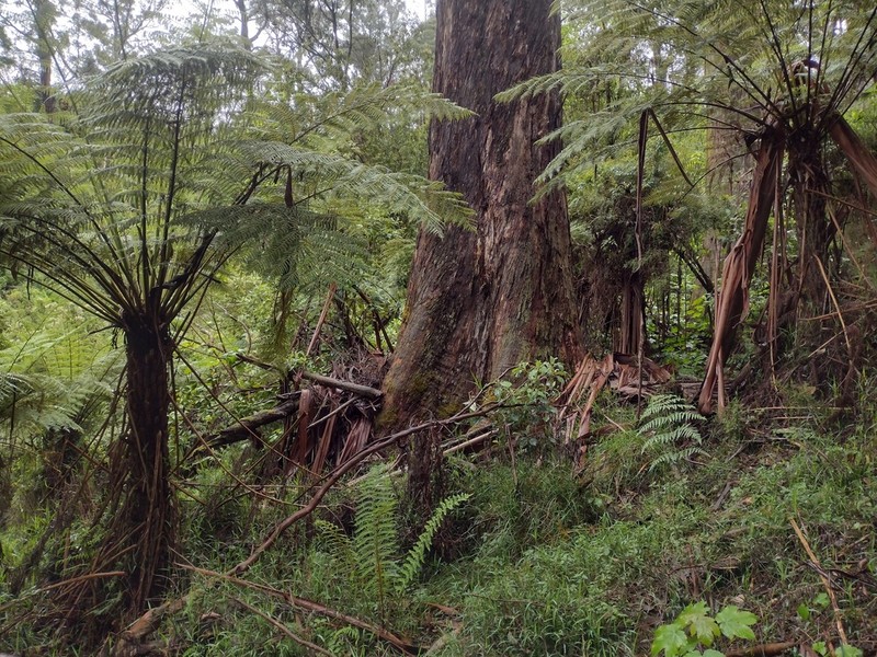 Rough Tree Fern photo 5