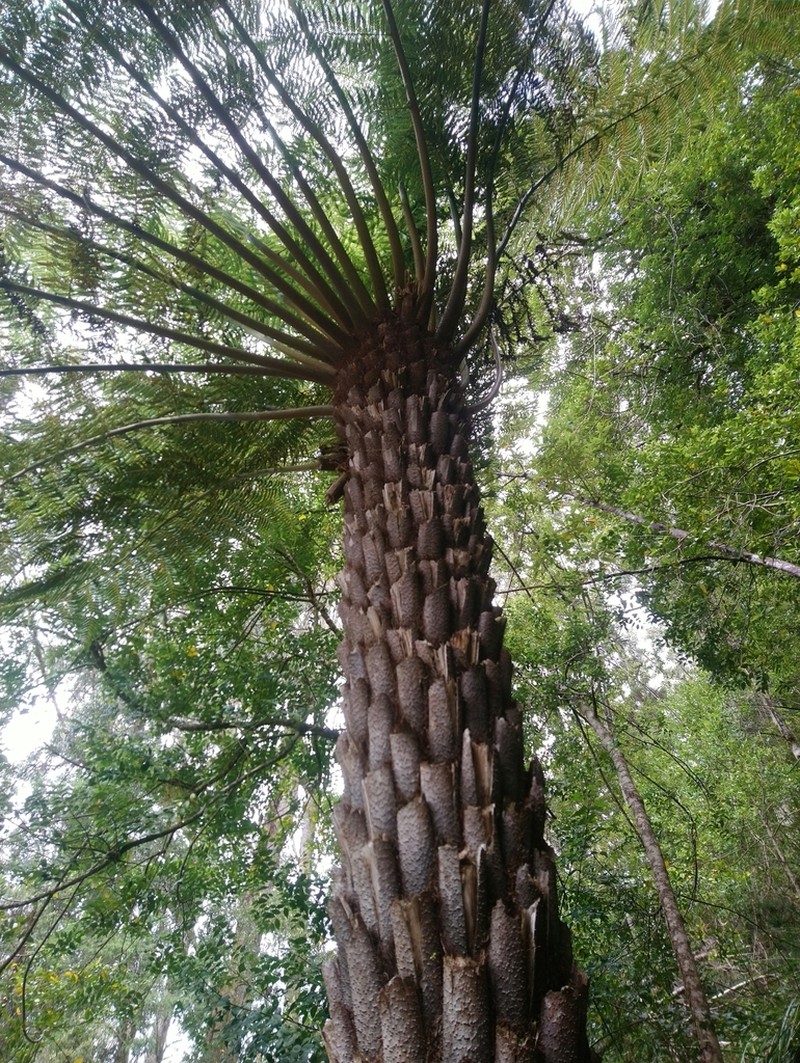 Rough Tree Fern photo 6