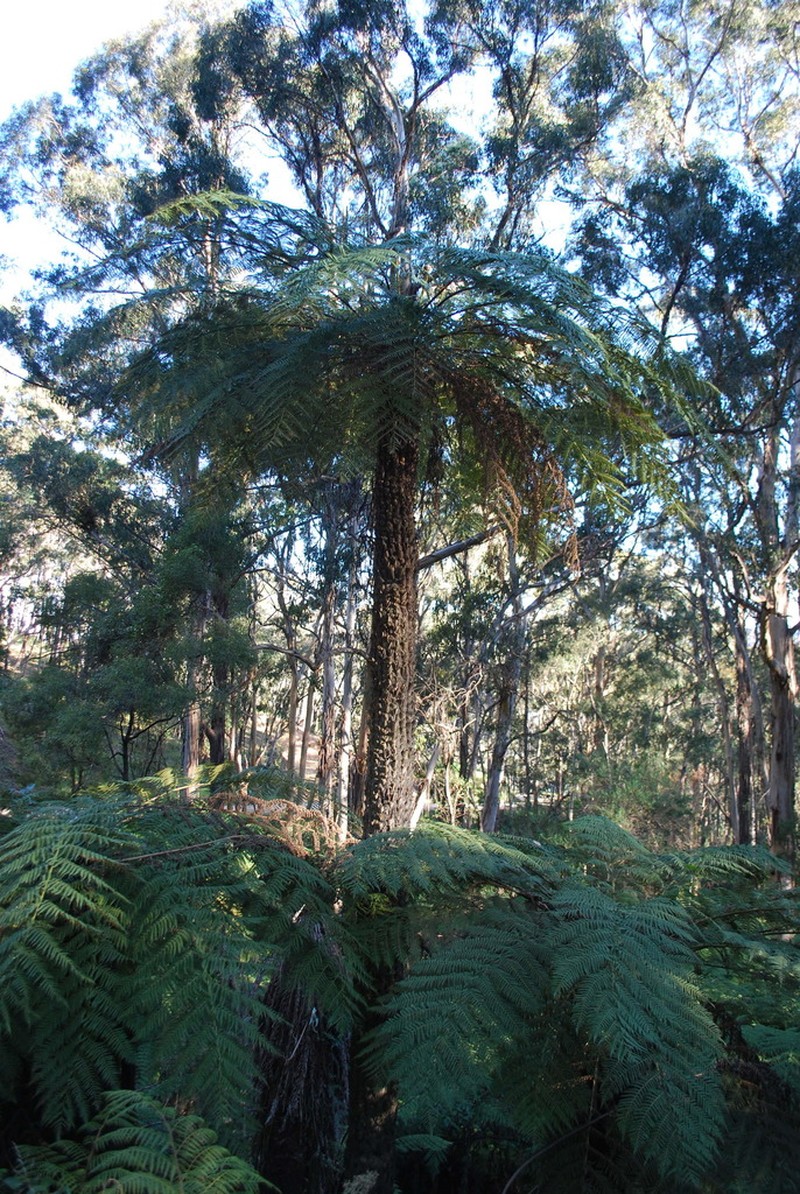 Rough Tree Fern photo 7