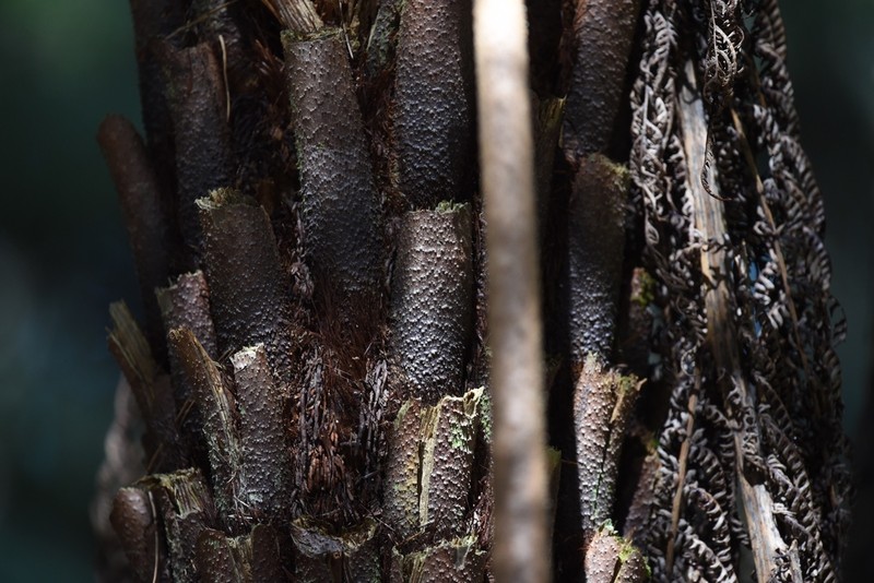Rough Tree Fern photo 8