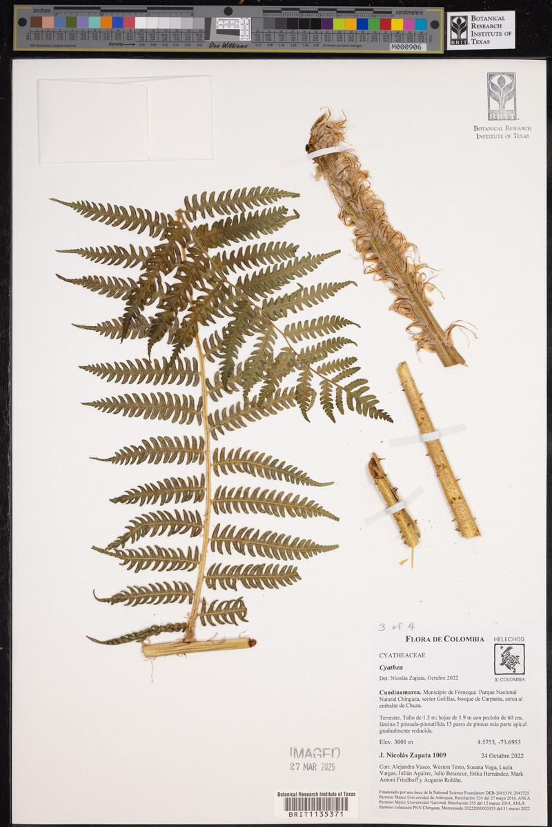Alsophila batjanensis photo 2