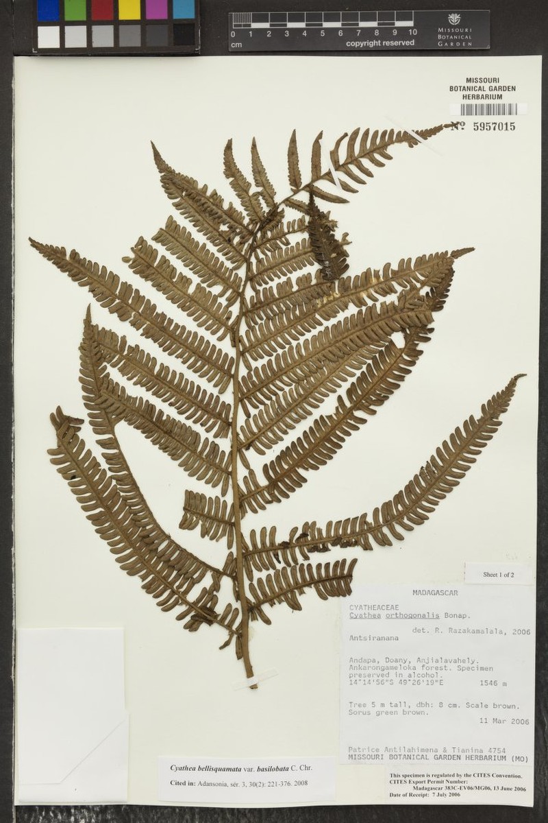 Alsophila bellisquamata var. basilobata
