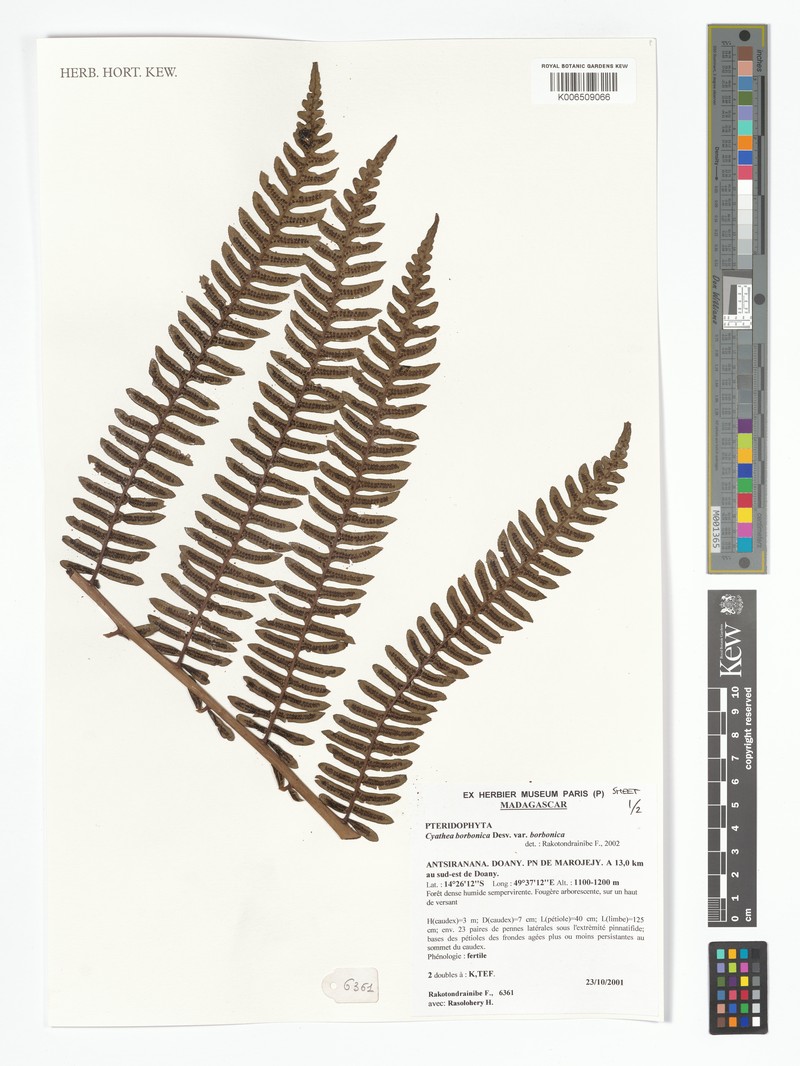 Alsophila borbonica var. borbonica