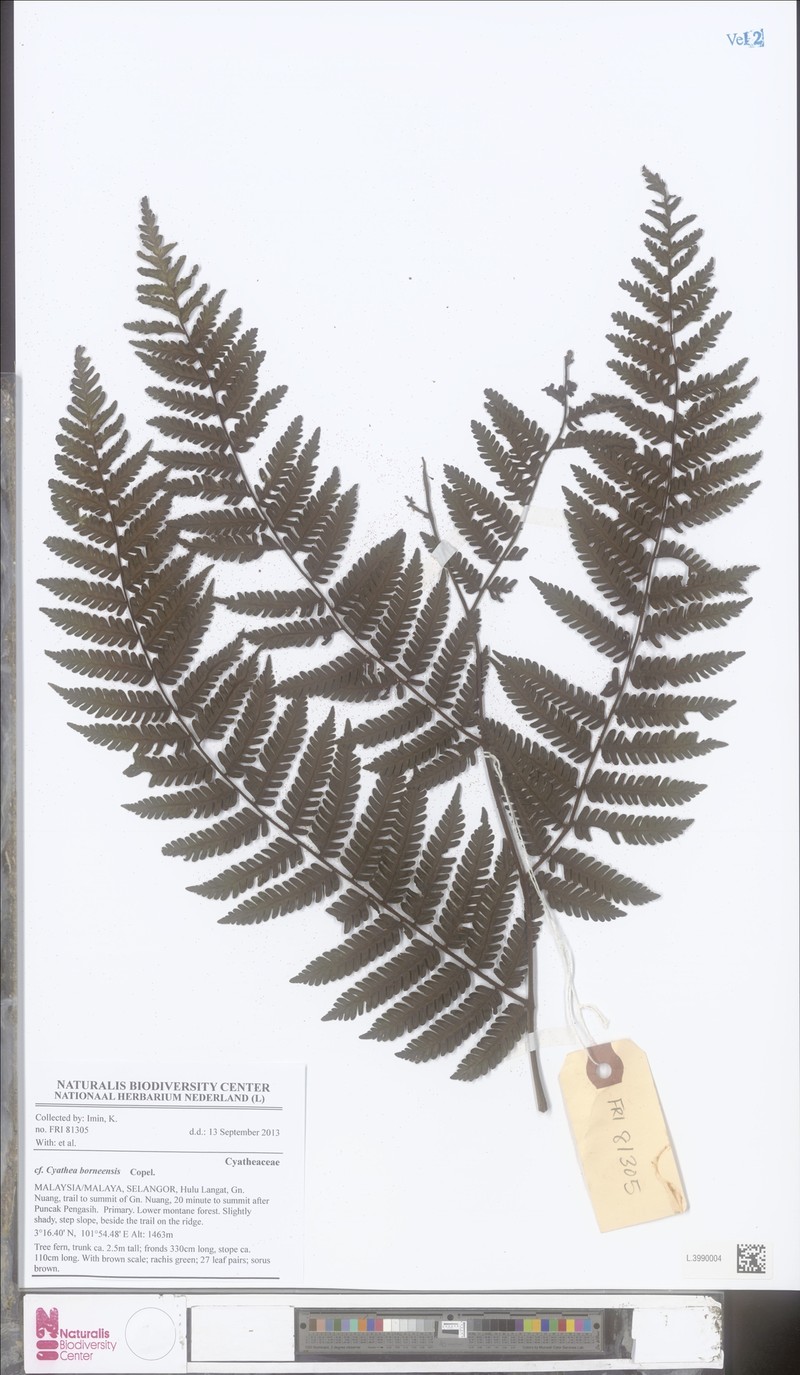 Alsophila borneensis photo 4
