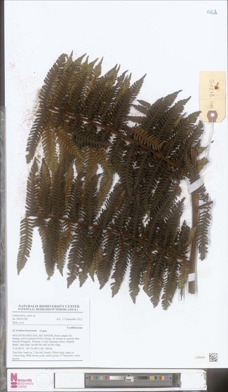 Alsophila borneensis photo 6