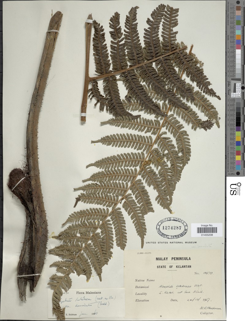 Alsophila borneensis