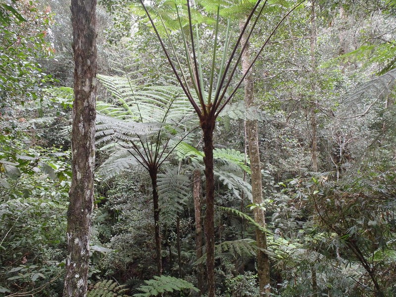 Alsophila borneensis