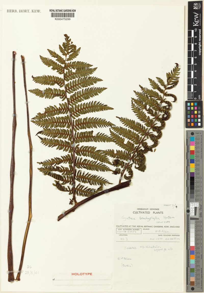 Alsophila brachyphylla
