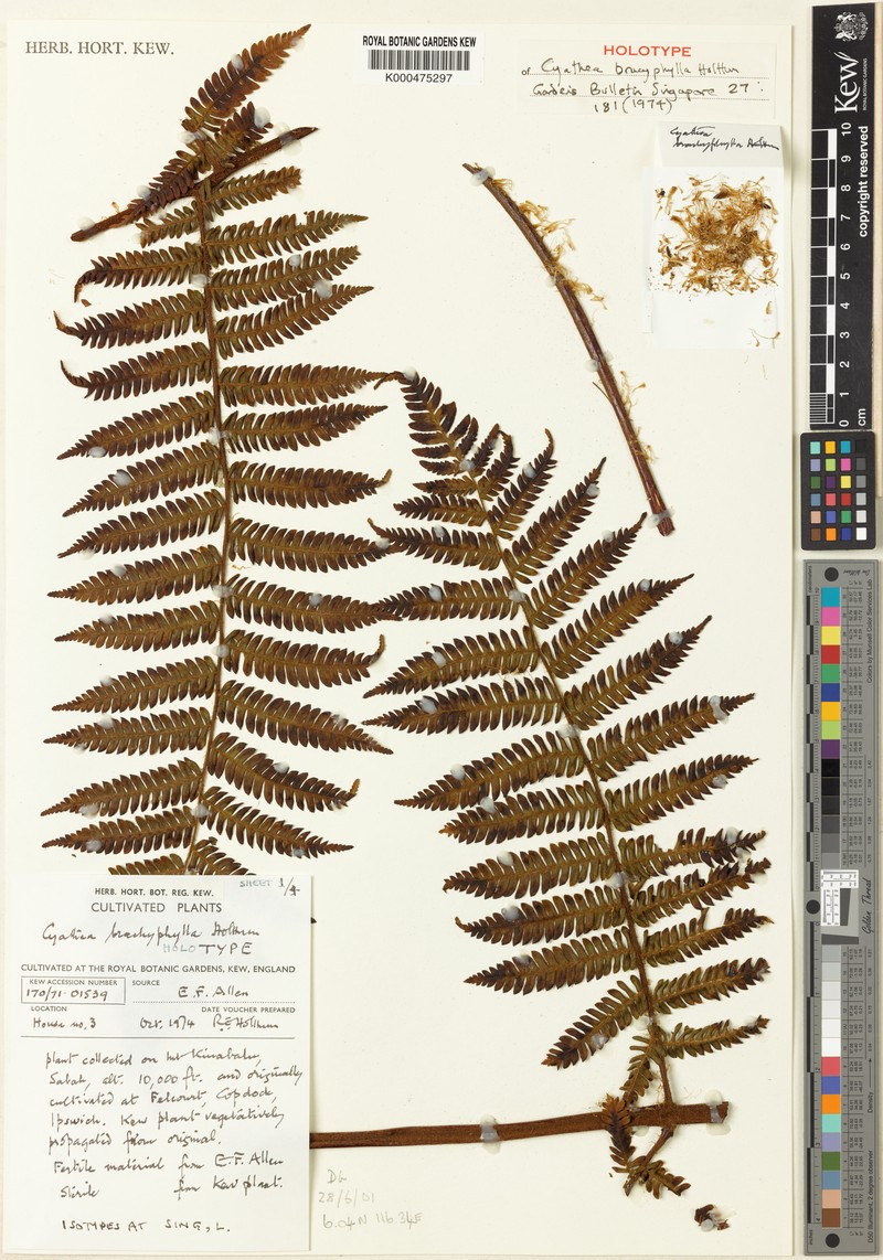 Alsophila brachyphylla photo 2