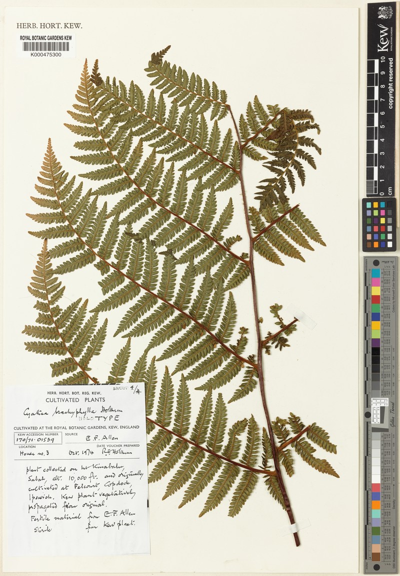 Alsophila brachyphylla photo 4