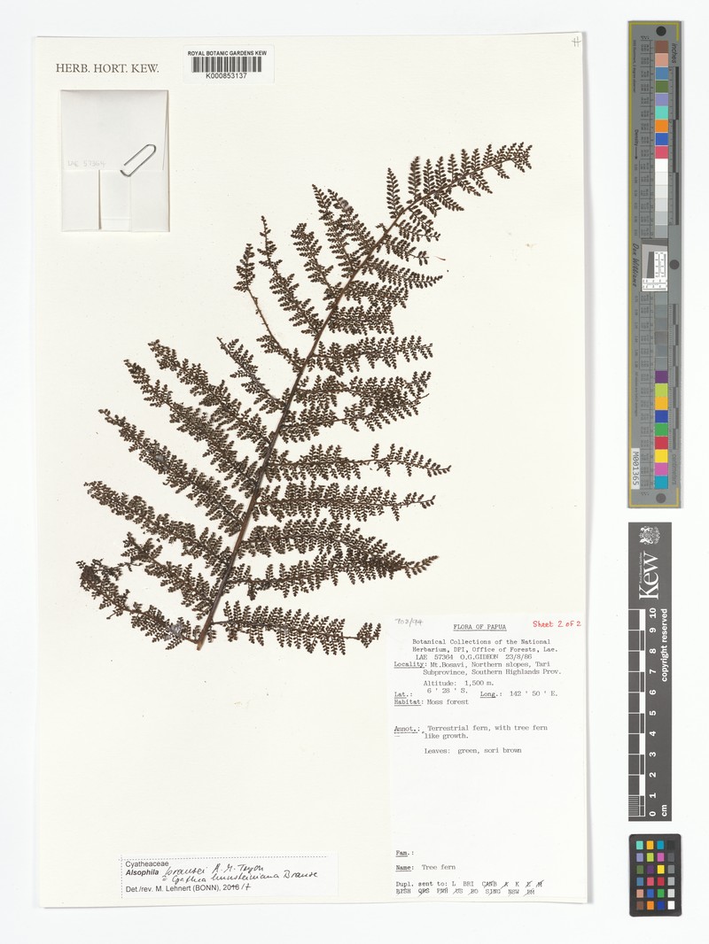 Alsophila brausei photo 2