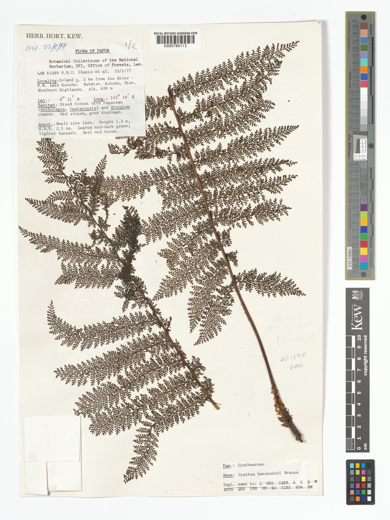 Alsophila brausei photo 3