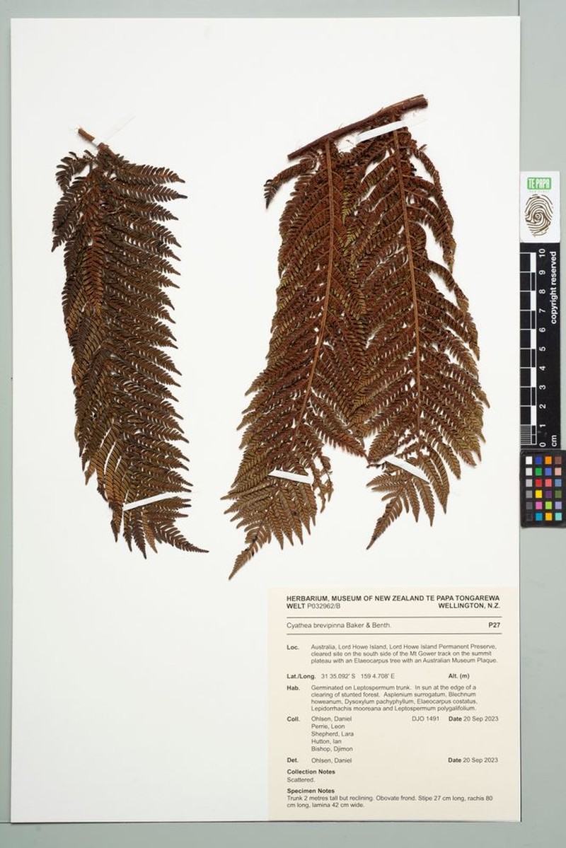 Alsophila brevipinna photo 3