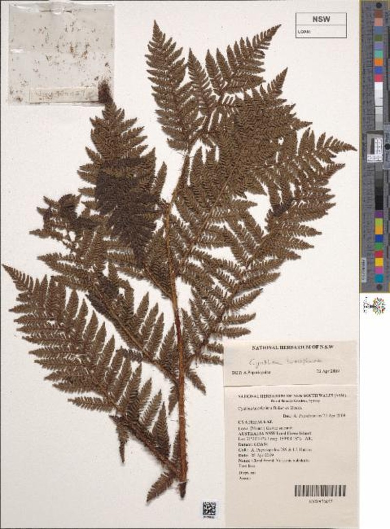 Alsophila brevipinna photo 5