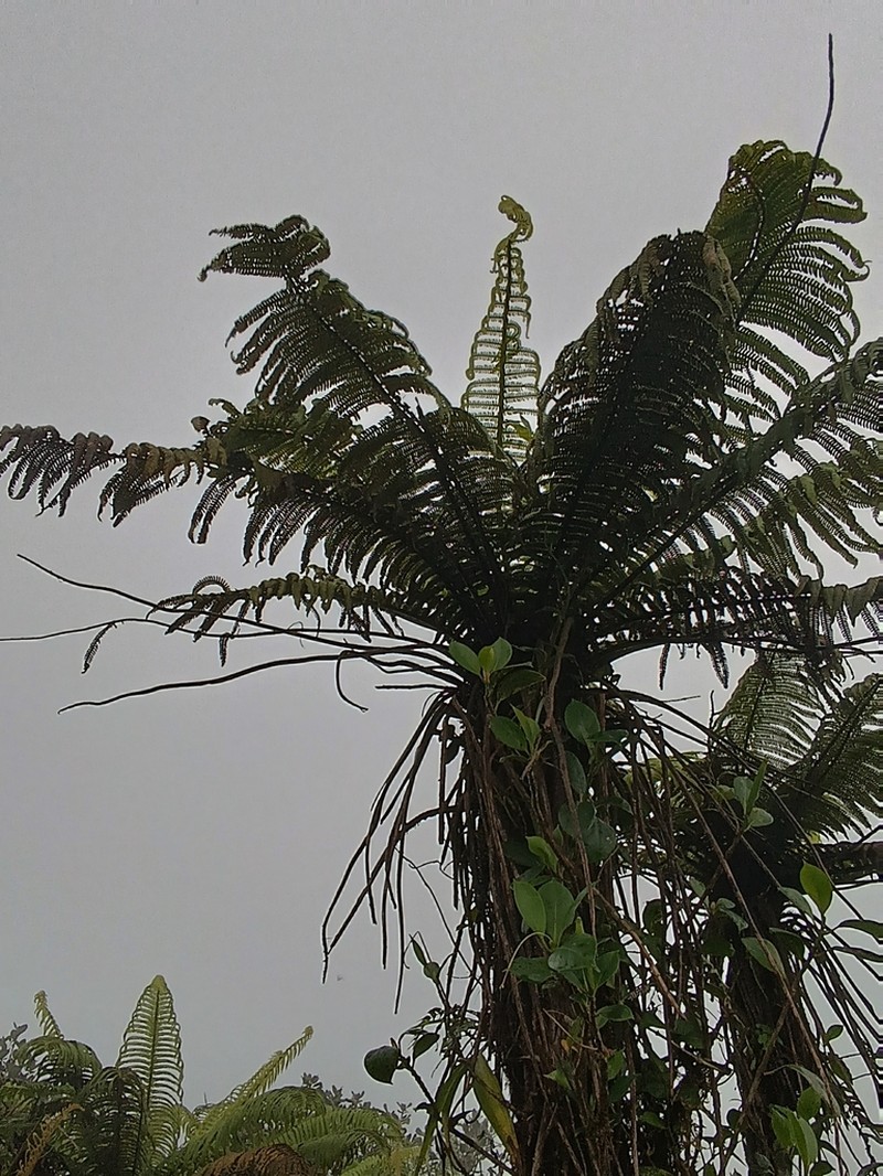 Helecho Gigante De La Sierra