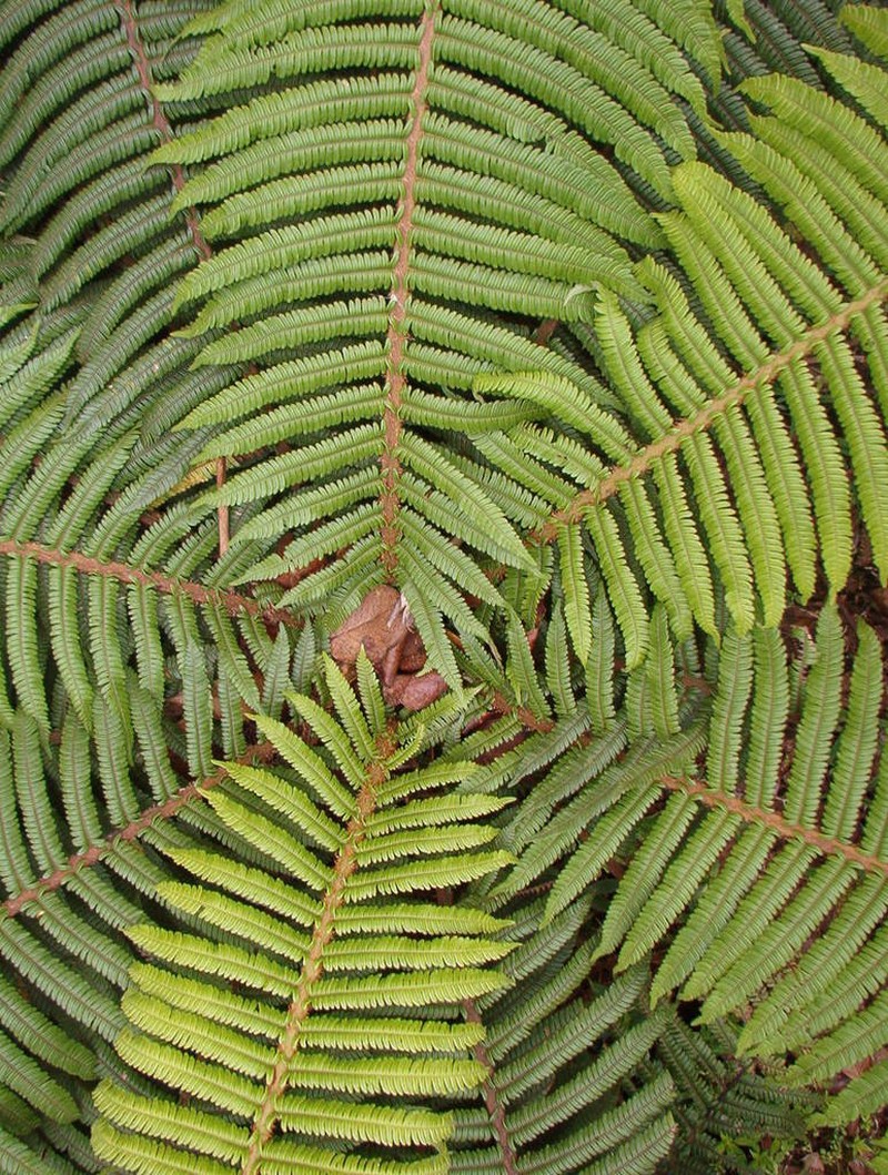 Helecho Gigante De La Sierra photo 3