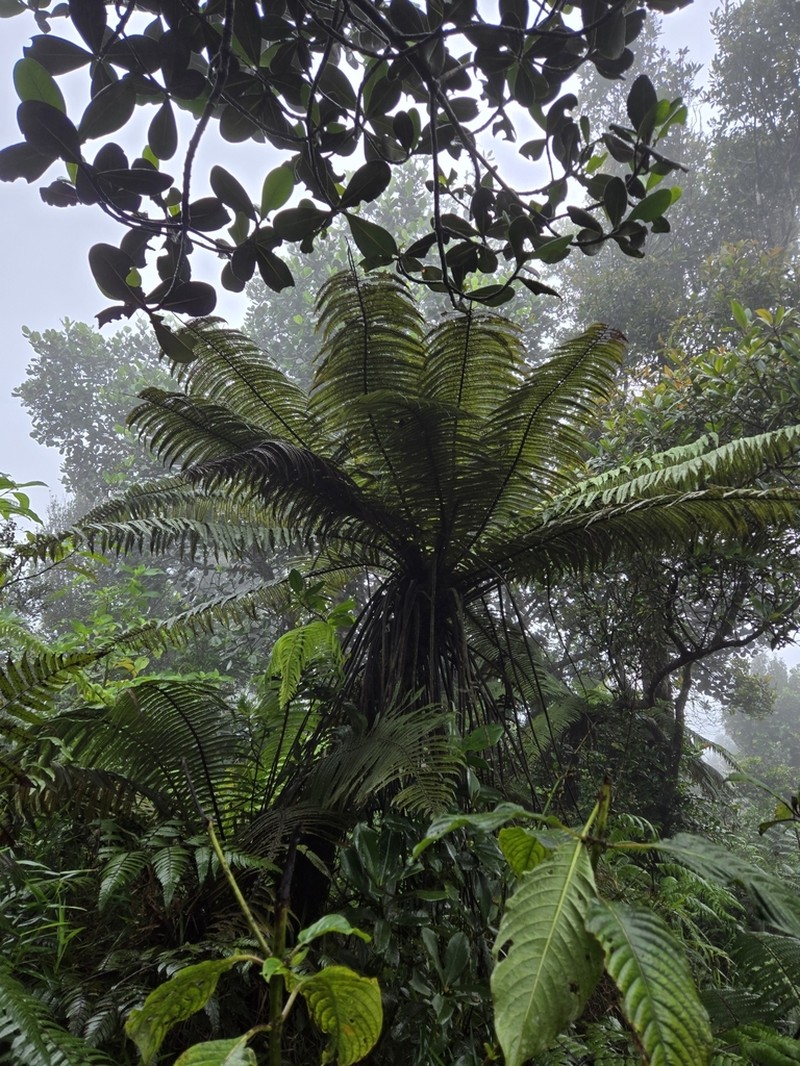 Helecho Gigante De La Sierra photo 4