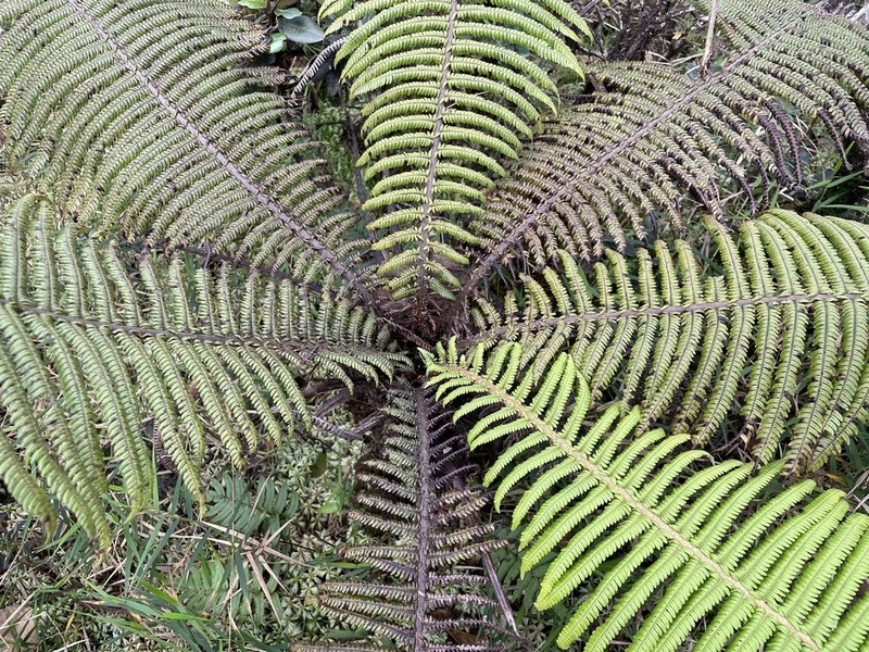 Helecho Gigante De La Sierra photo 6
