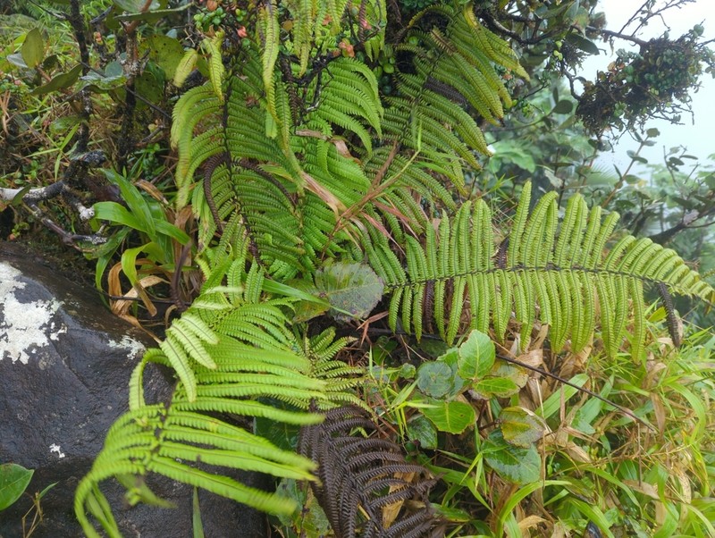 Helecho Gigante De La Sierra photo 8