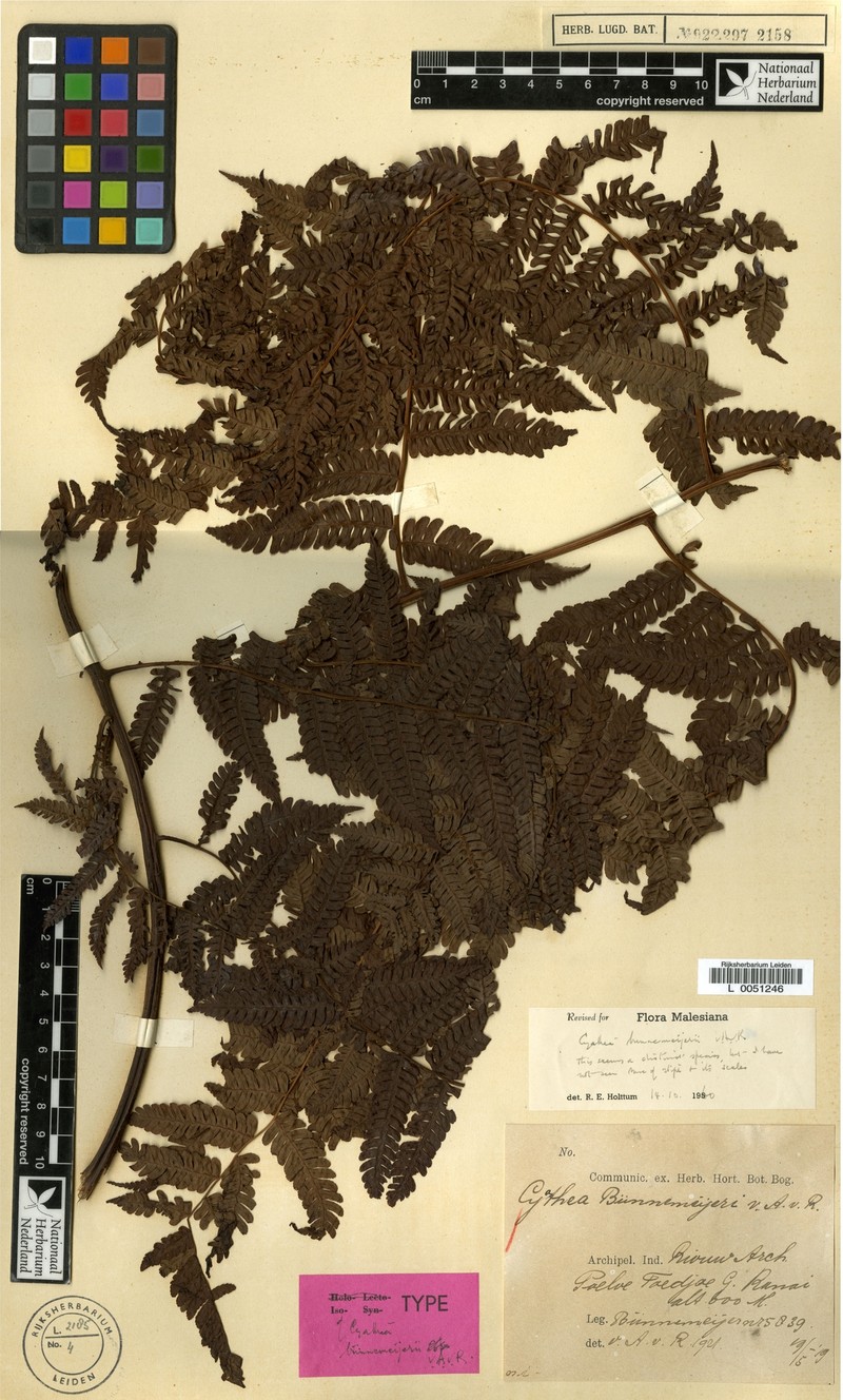 Alsophila buennemeijeri