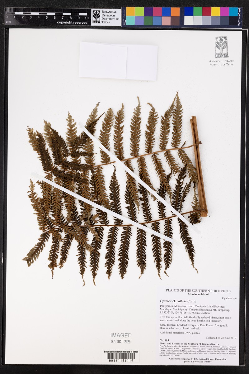 Alsophila callosa photo 3