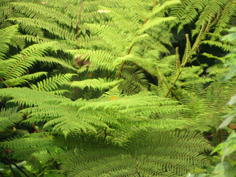 Alsophila camerooniana photo 3