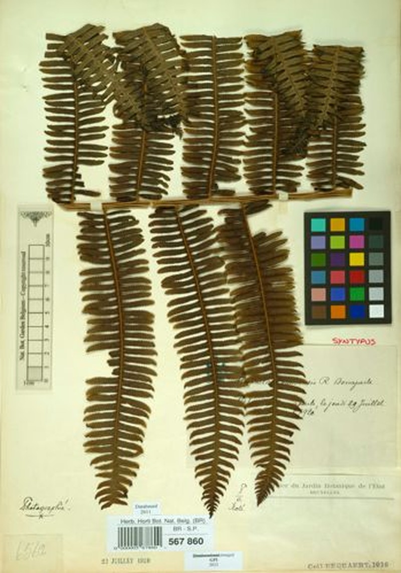 Alsophila camerooniana var. aethiopica
