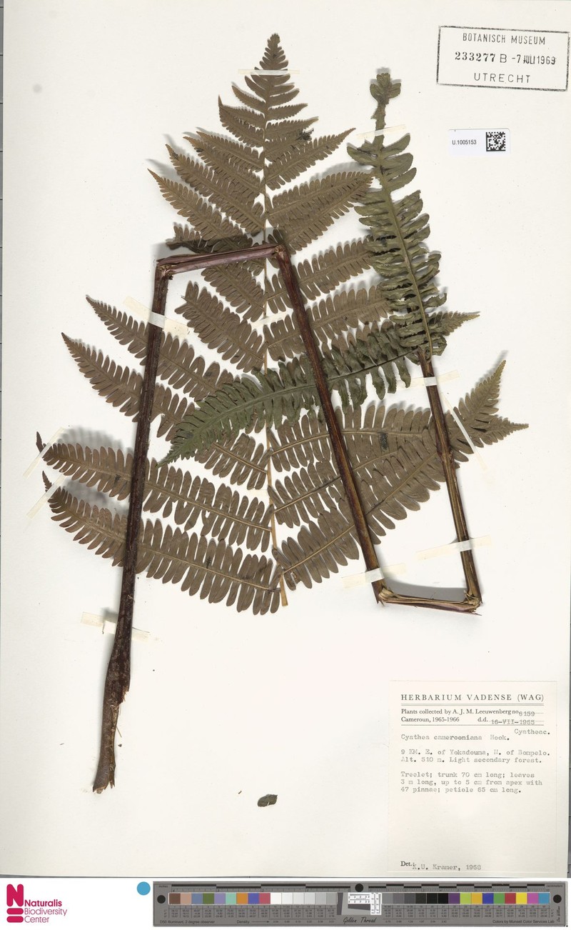 Alsophila camerooniana var. congi