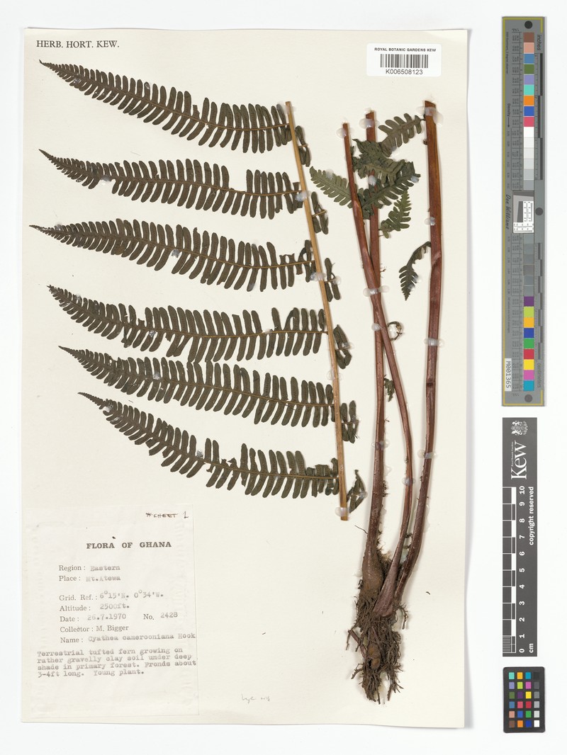 Alsophila camerooniana var. occidentalis