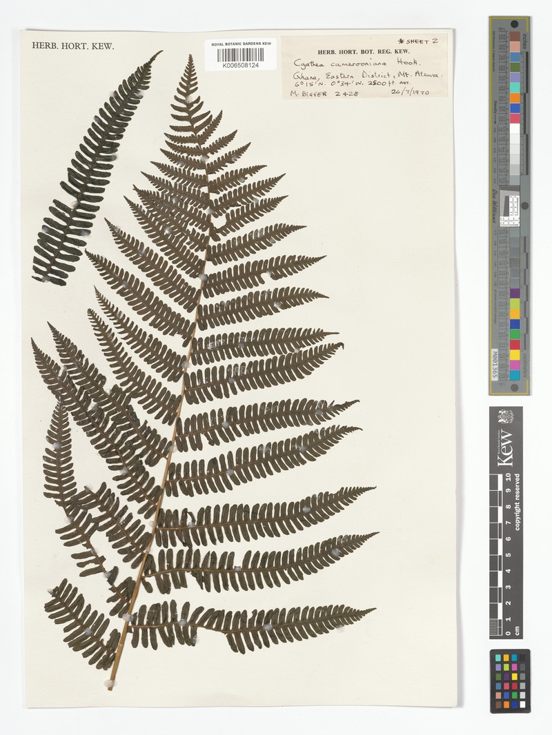 Alsophila camerooniana var. occidentalis photo 2