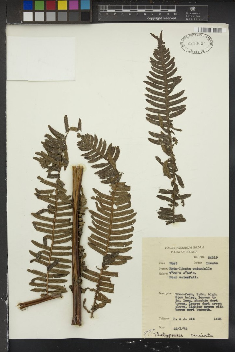 Alsophila camerooniana var. occidentalis photo 4