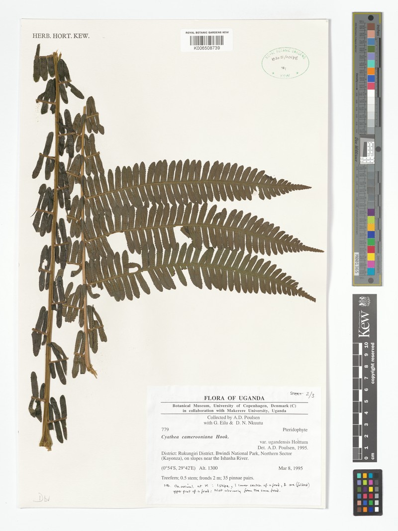 Alsophila camerooniana var. ugandensis