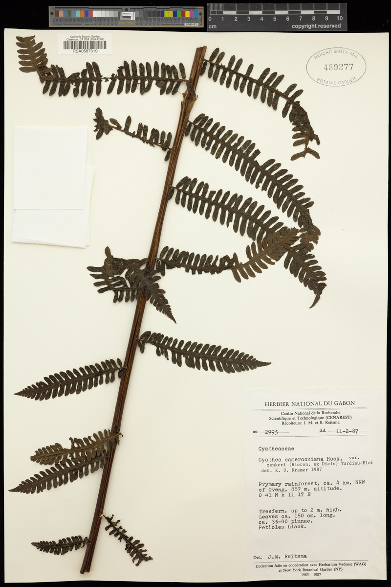 Alsophila camerooniana var. zenkeri photo 3
