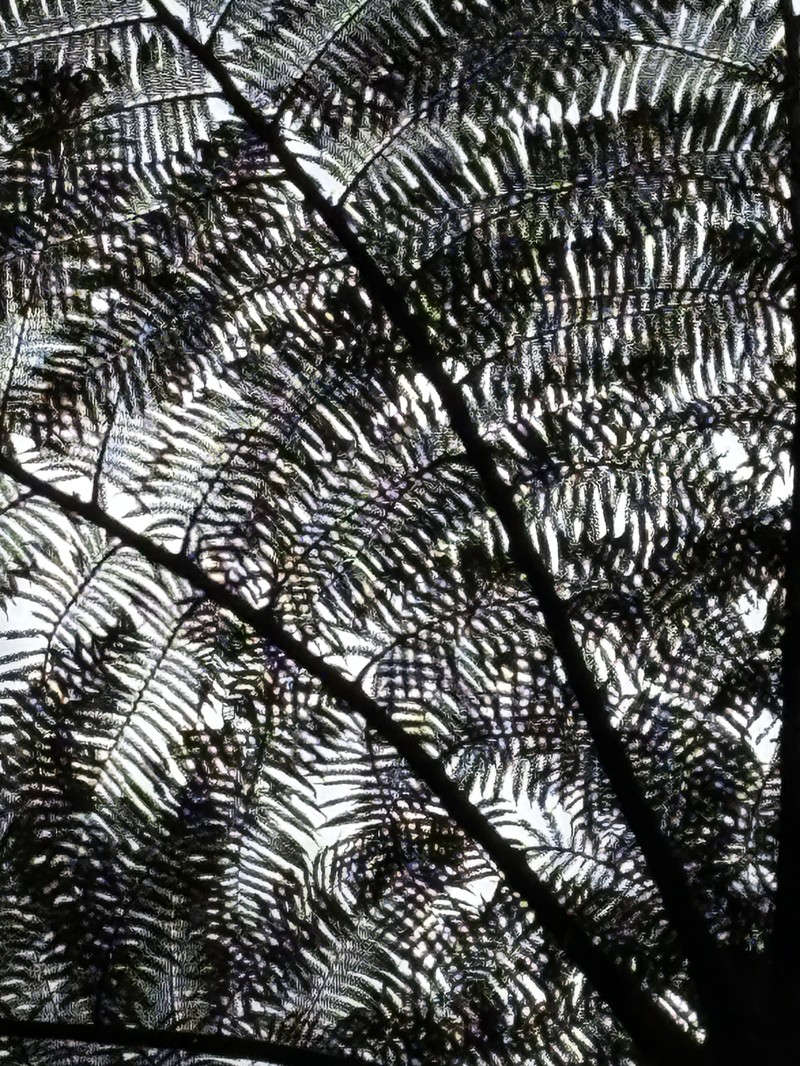 Alsophila canescens photo 3