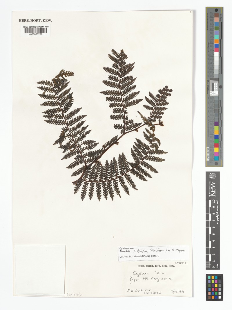 Alsophila catillifera