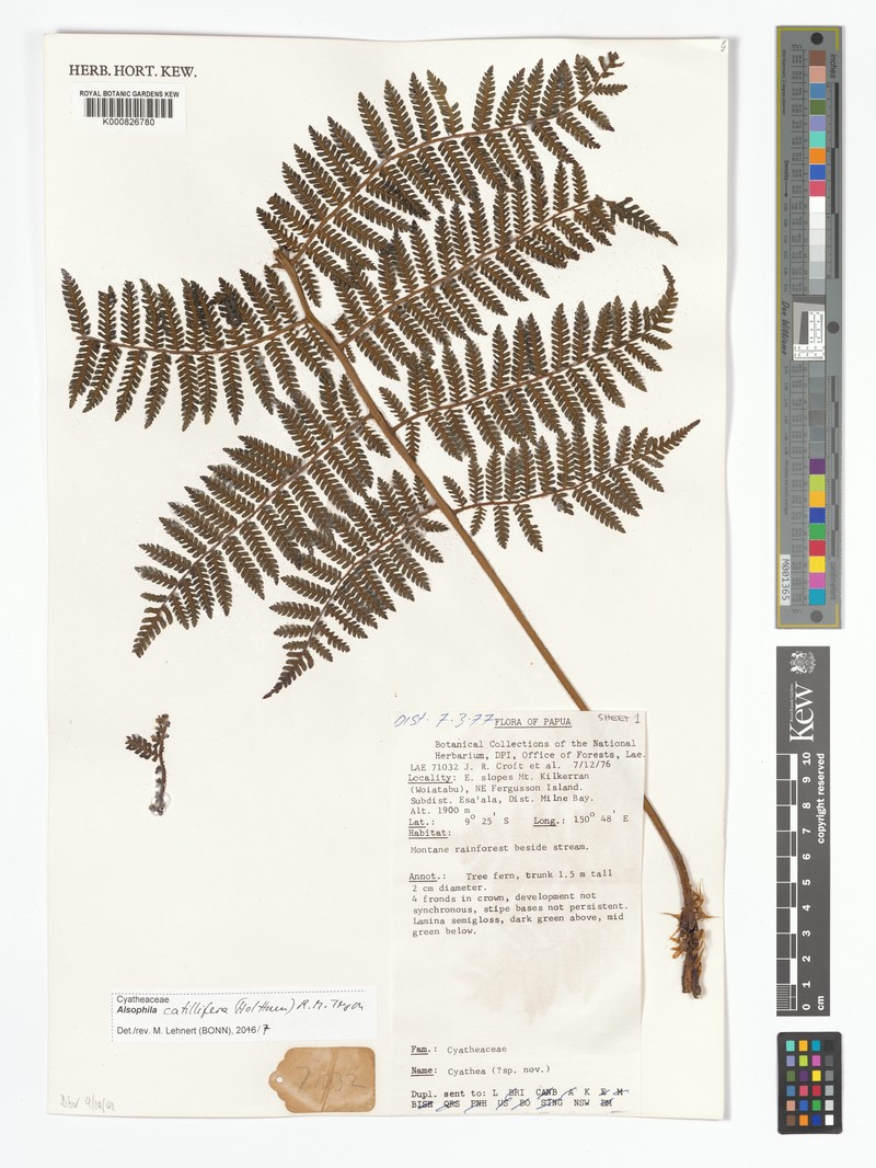 Alsophila catillifera photo 2