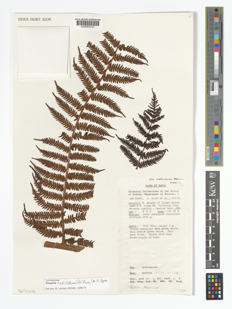 Alsophila catillifera photo 3