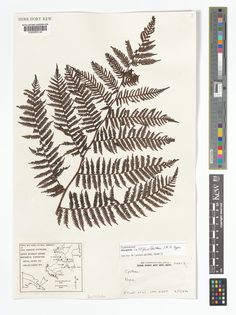 Alsophila catillifera photo 4
