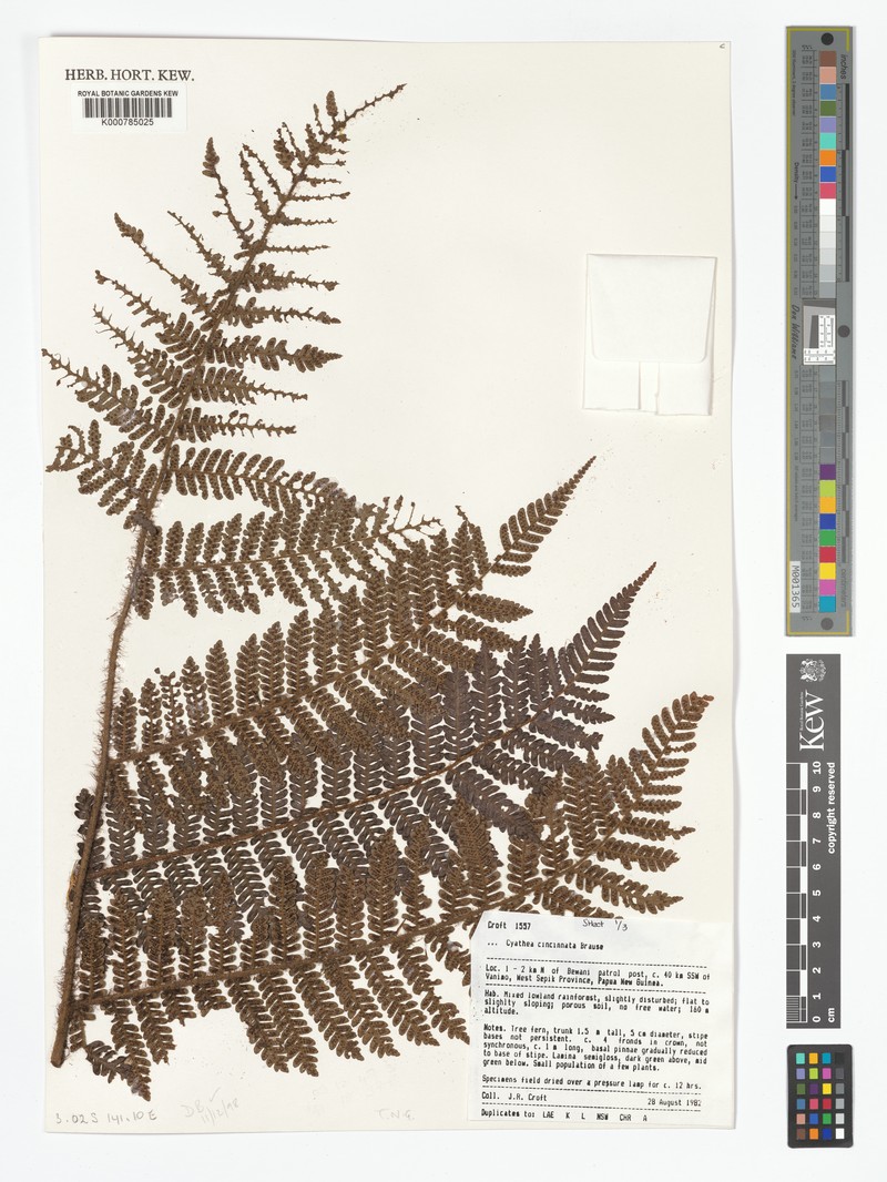 Alsophila cincinnata photo 3