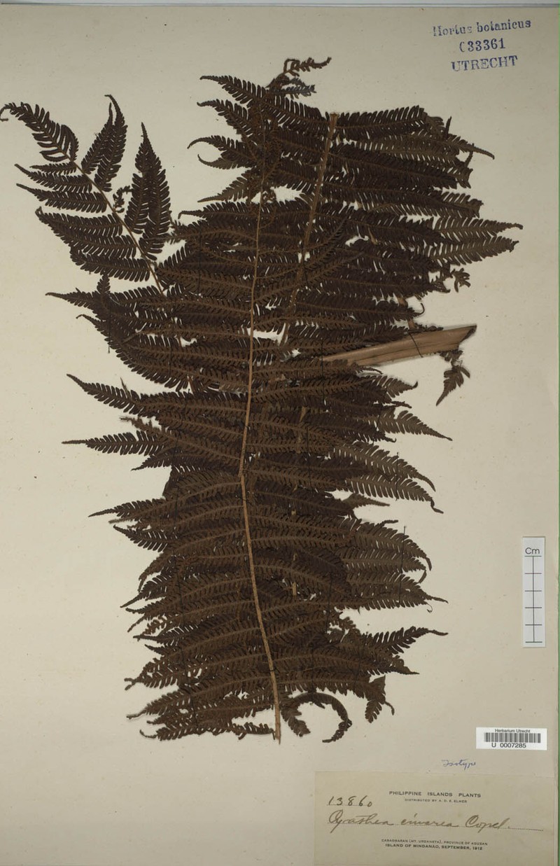 Alsophila cinerea