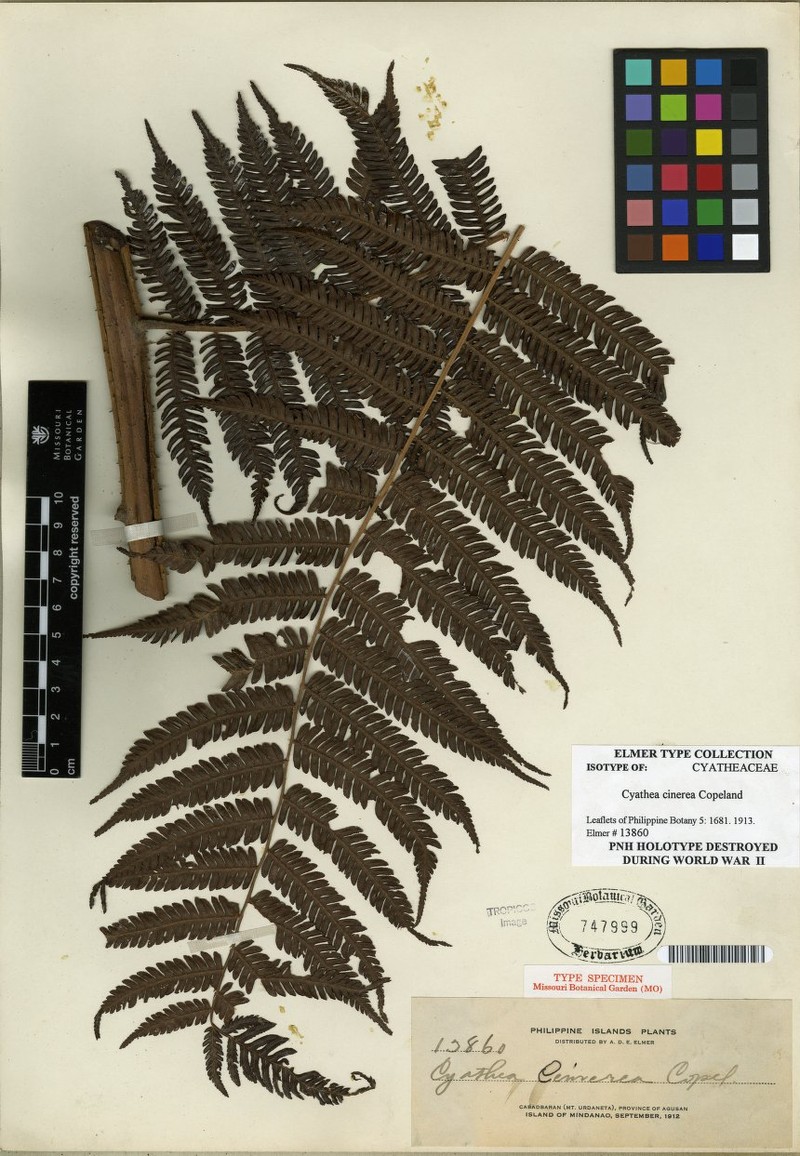 Alsophila cinerea photo 4