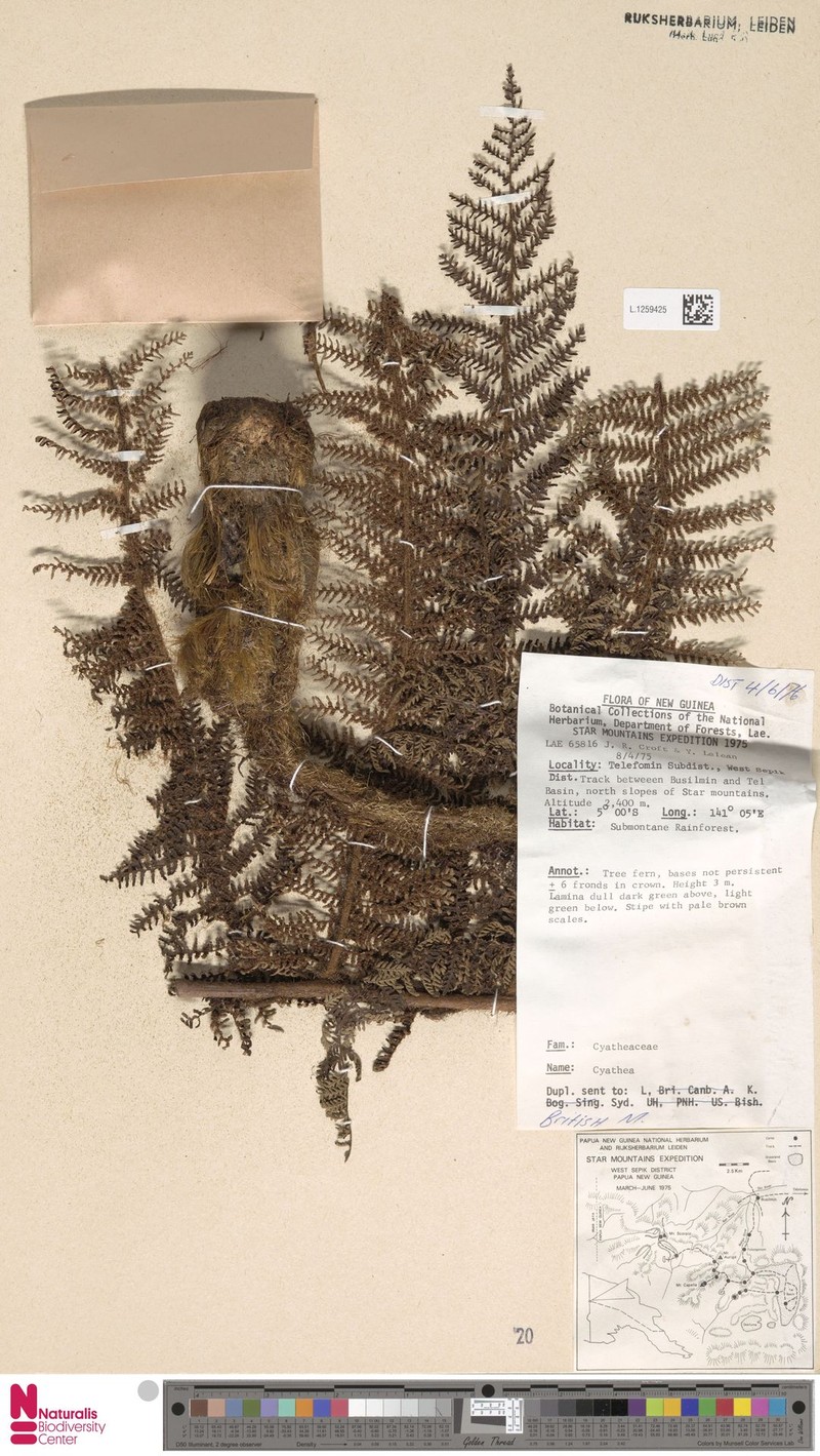 Alsophila coactilis